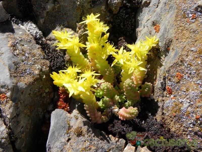 A photo of Sedum acre  