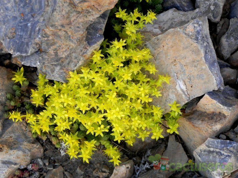 A photo of Sedum acre  