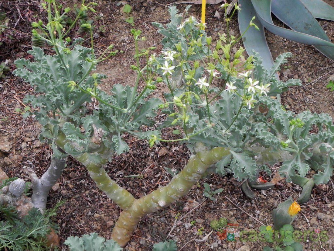 Una foto de Pelargonium klinghardtense  