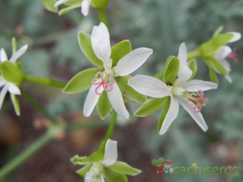 Una foto de Pelargonium klinghardtense  