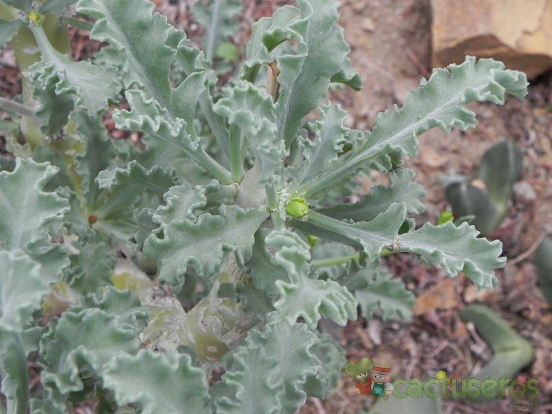 Una foto de Pelargonium klinghardtense  