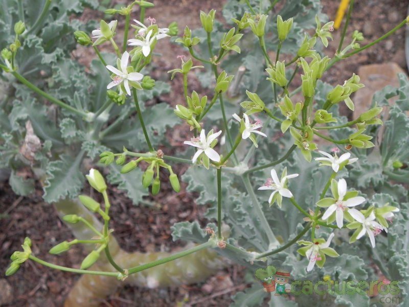 Una foto de Pelargonium klinghardtense  