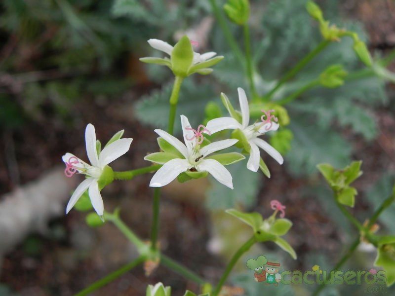 Una foto de Pelargonium klinghardtense  