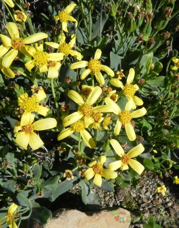 Una foto de Othonna quercifolia  