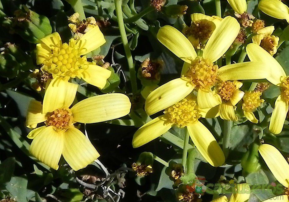 Una foto de Othonna quercifolia  