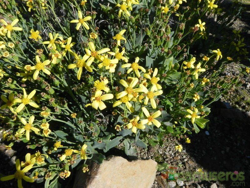 Una foto de Othonna quercifolia  