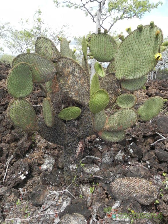 Una foto de Opuntia insularis