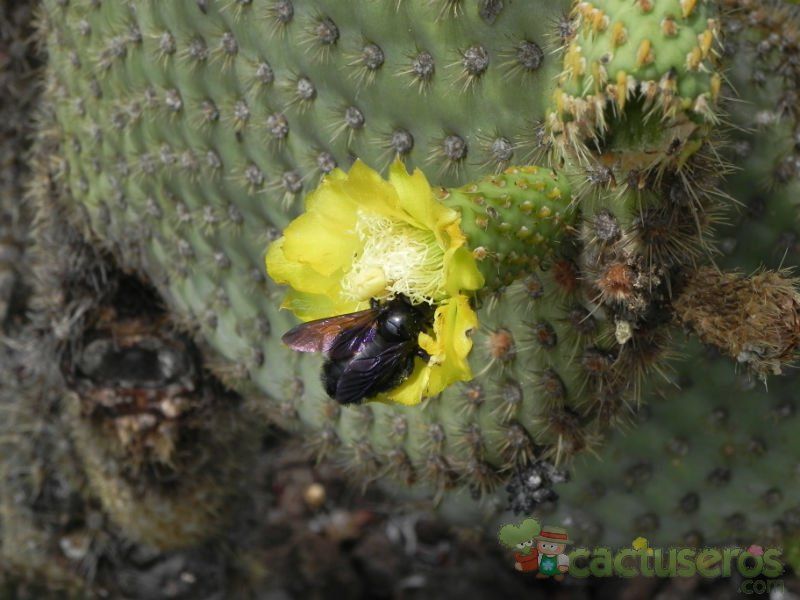 A photo of Opuntia insularis