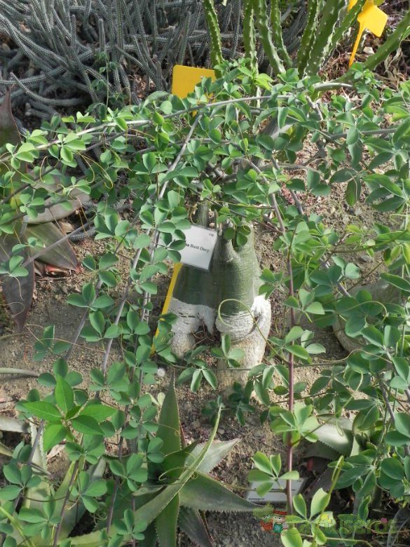 A photo of Adenia fruticosa  