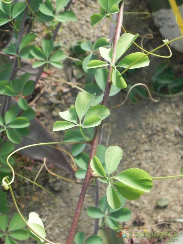 A photo of Adenia fruticosa  