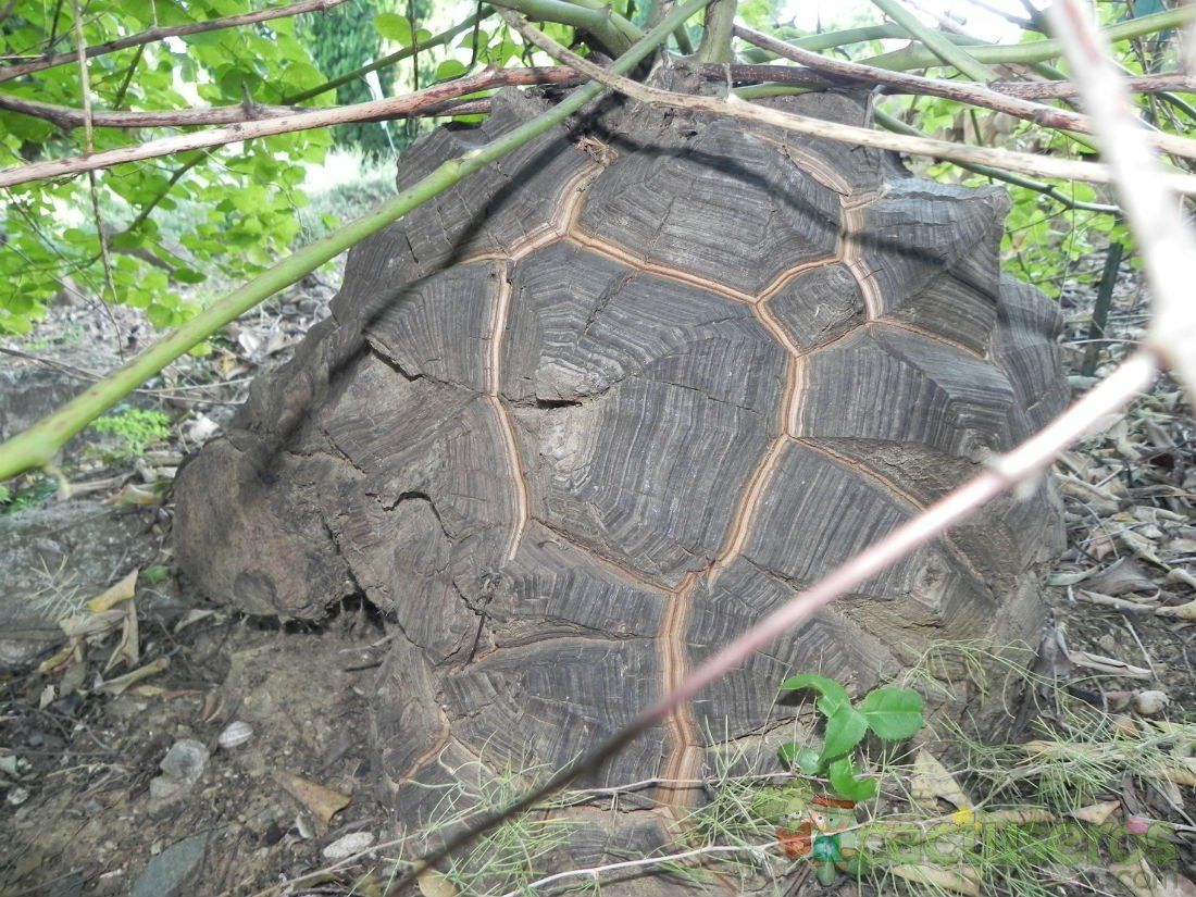 Una foto de Dioscorea elephantipes  