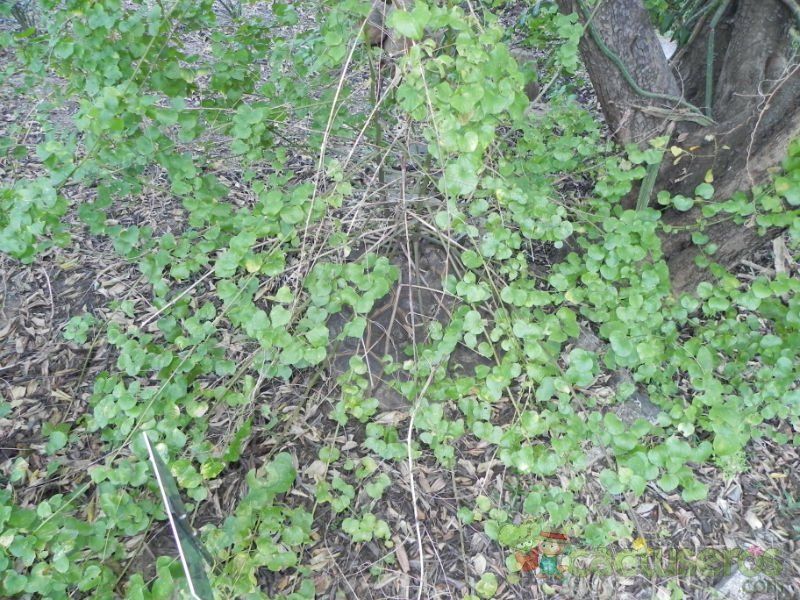 Una foto de Dioscorea elephantipes  