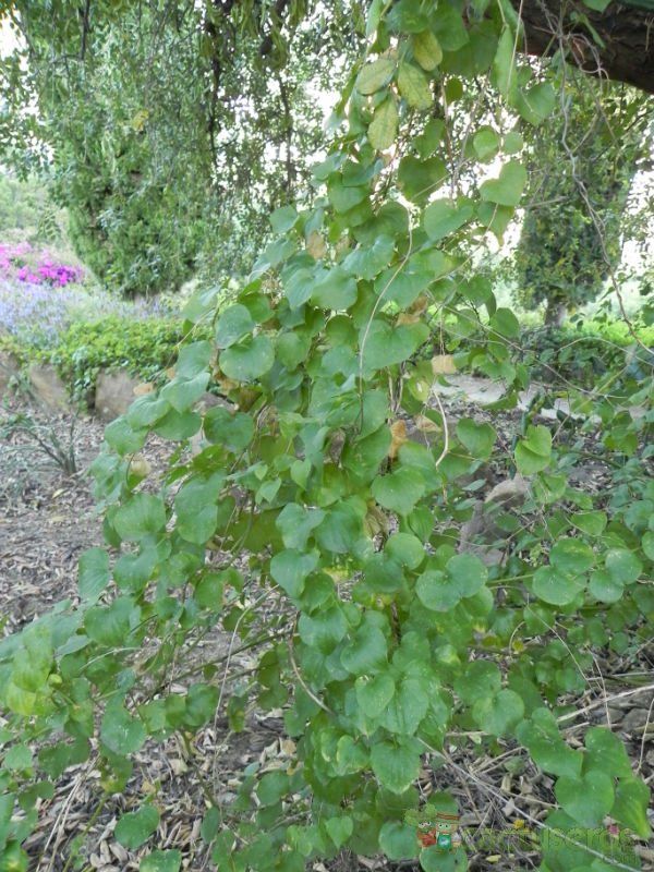 Una foto de Dioscorea elephantipes  