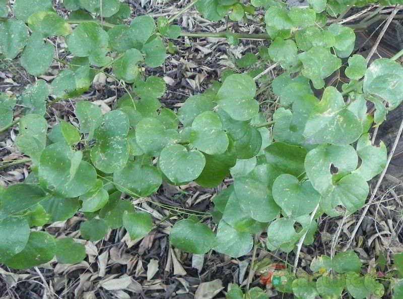 Una foto de Dioscorea elephantipes  