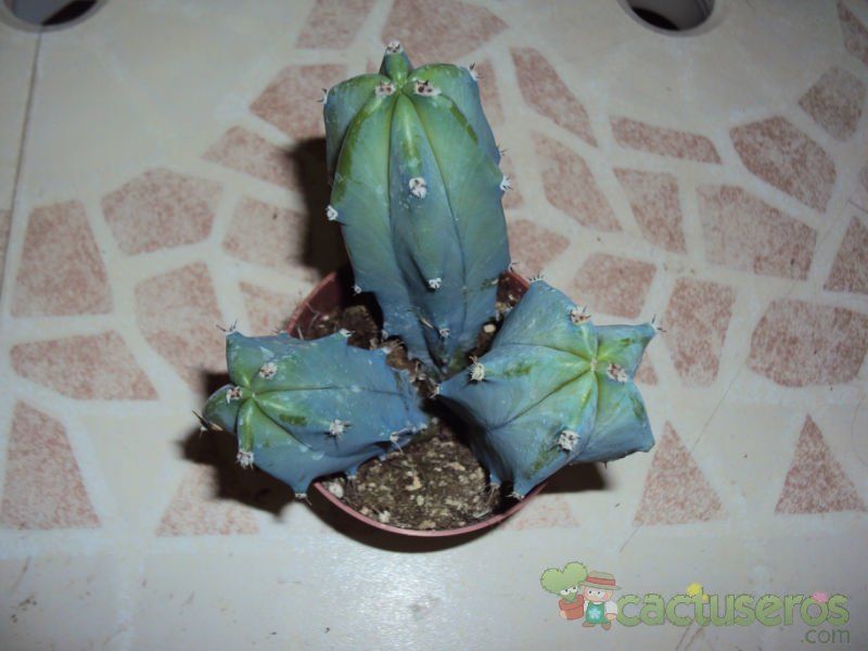 Una foto de Myrtillocactus geometrizans
