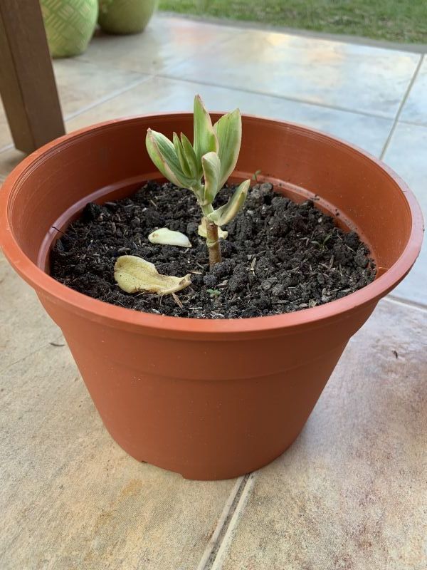 Una foto de Crassula ovata fma. variegada