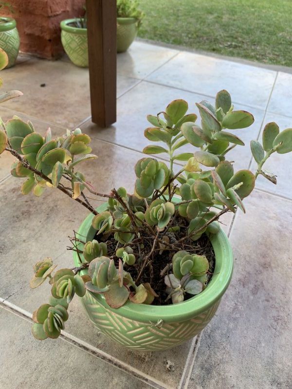 Una foto de Kalanchoe marnieriana  