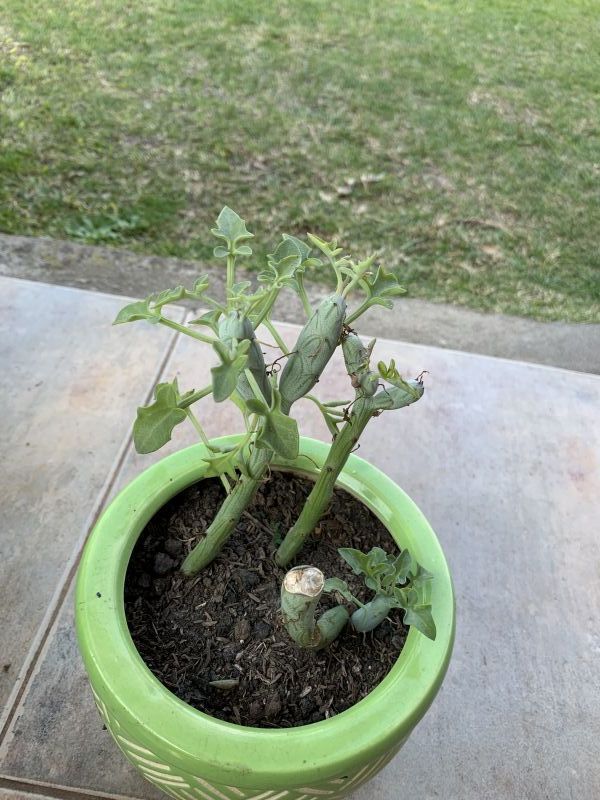 A photo of Senecio articulatus