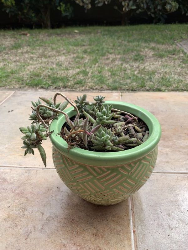 Una foto de Crassula mesembryanthemoides