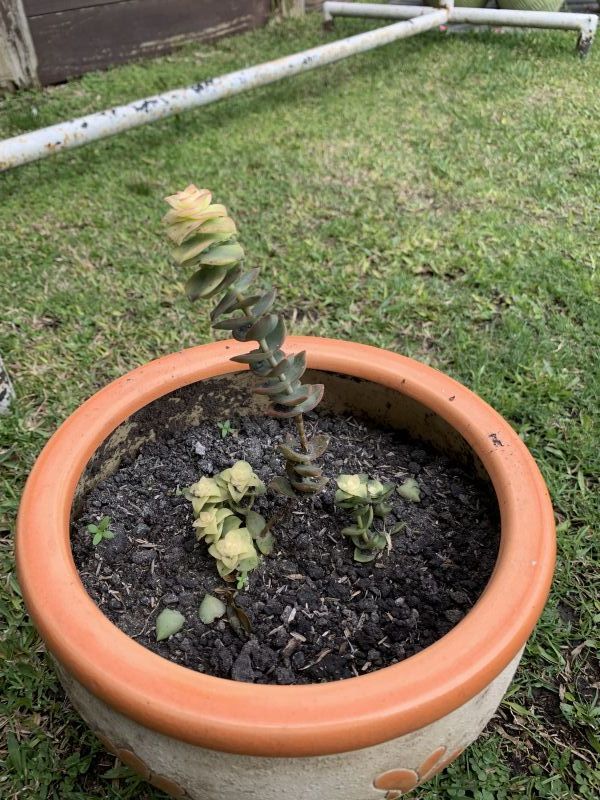 Una foto de Crassula perforata fma. variegada