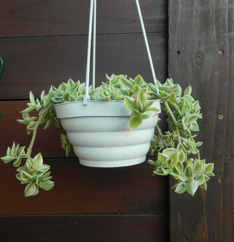 A photo of Mesembryanthemum cordifolium fma. variegada