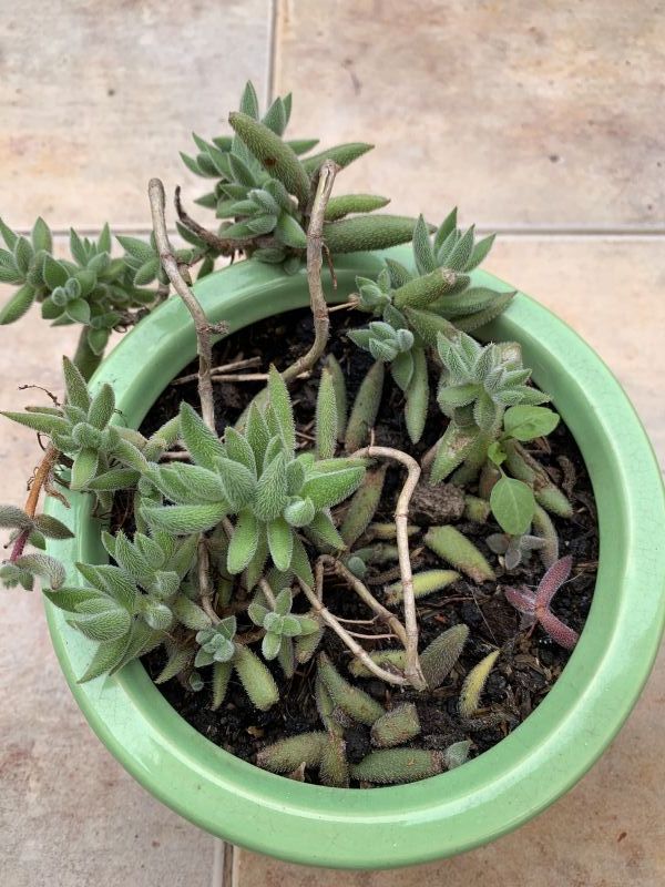 Una foto de Crassula mesembryanthemoides
