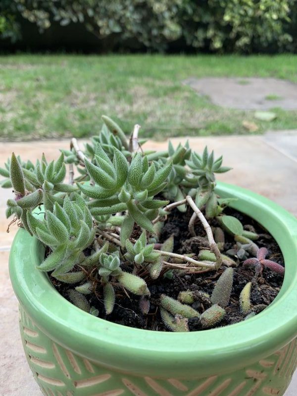 Una foto de Crassula mesembryanthemoides