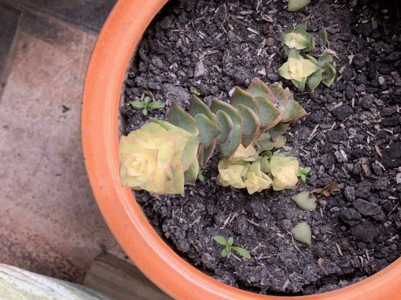 Una foto de Crassula perforata fma. variegada