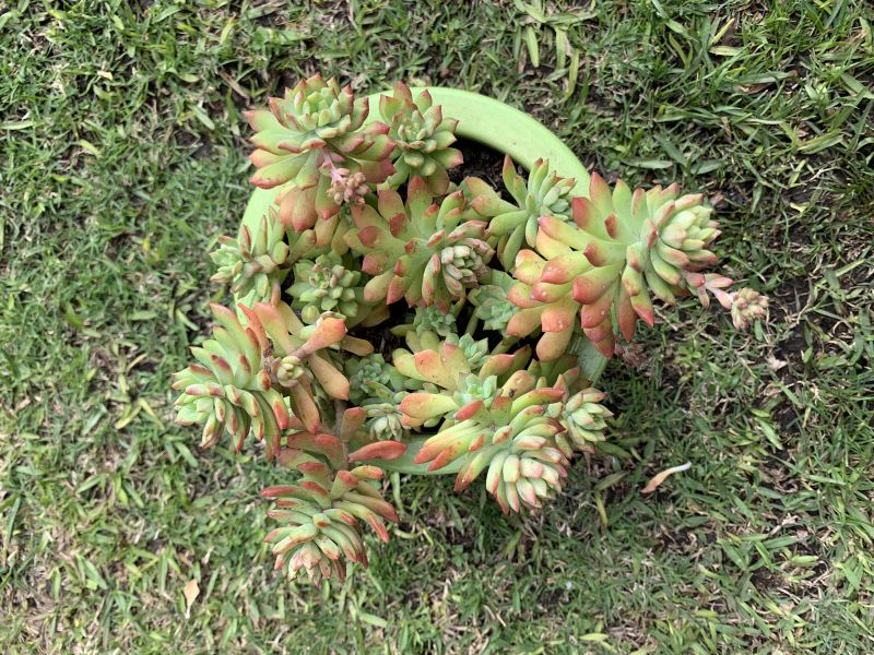A photo of Sedum cuspidatum  