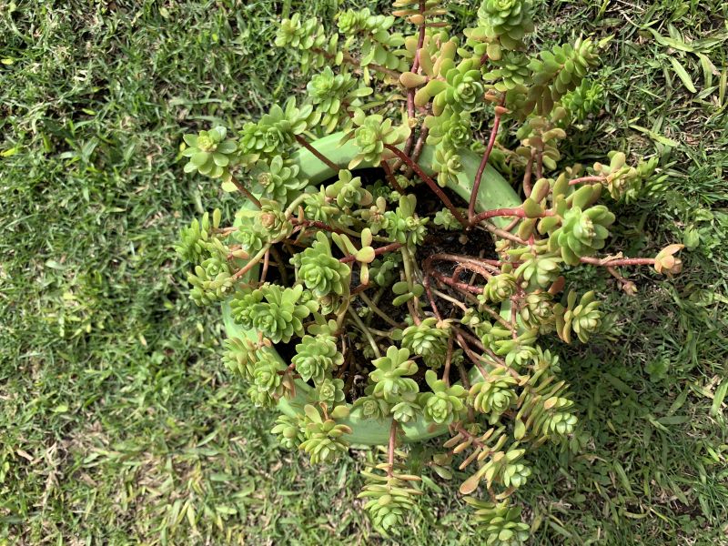 Una foto de Sedum luteoviride