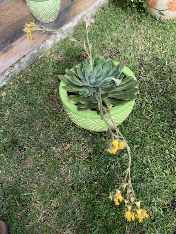 Photo of a cactus currently being identified