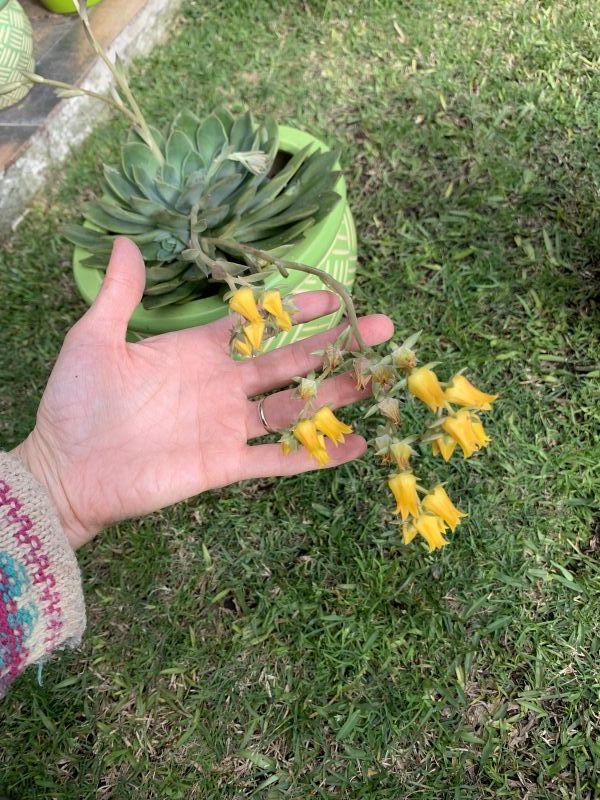 Photo of a cactus currently being identified
