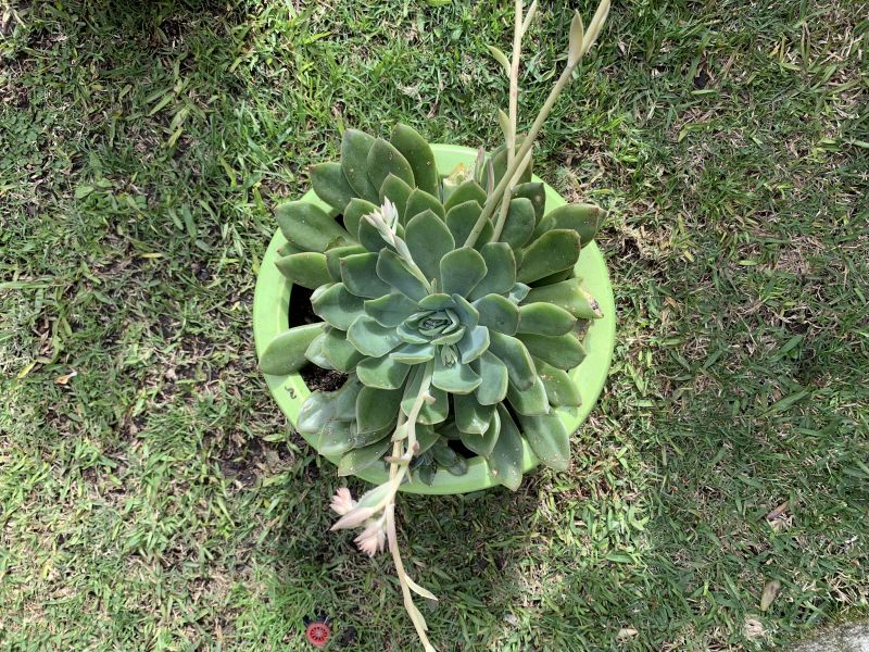 Photo of a cactus currently being identified