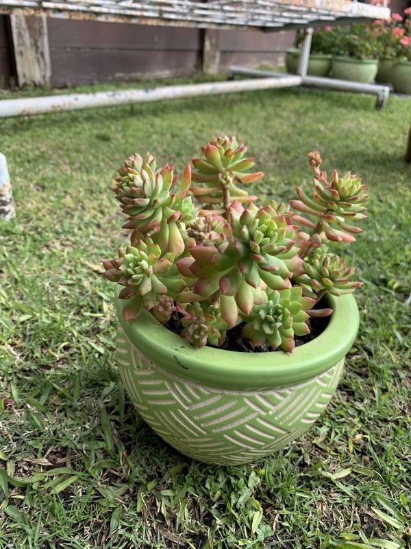 A photo of Sedum cuspidatum  