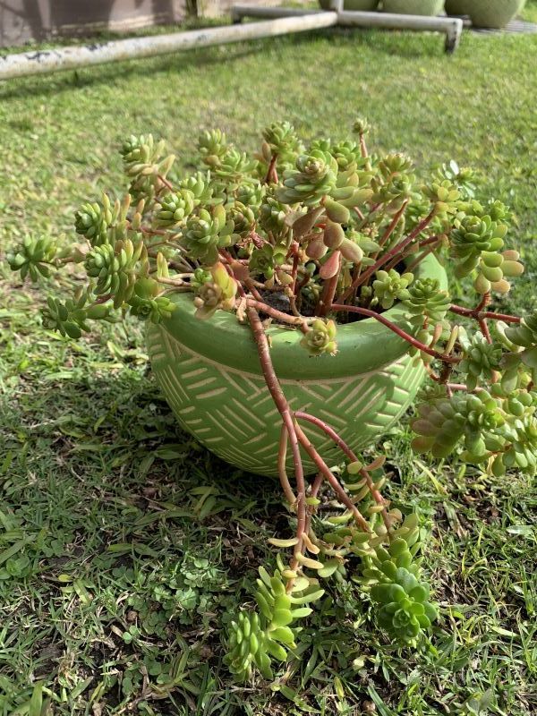 Una foto de Sedum luteoviride