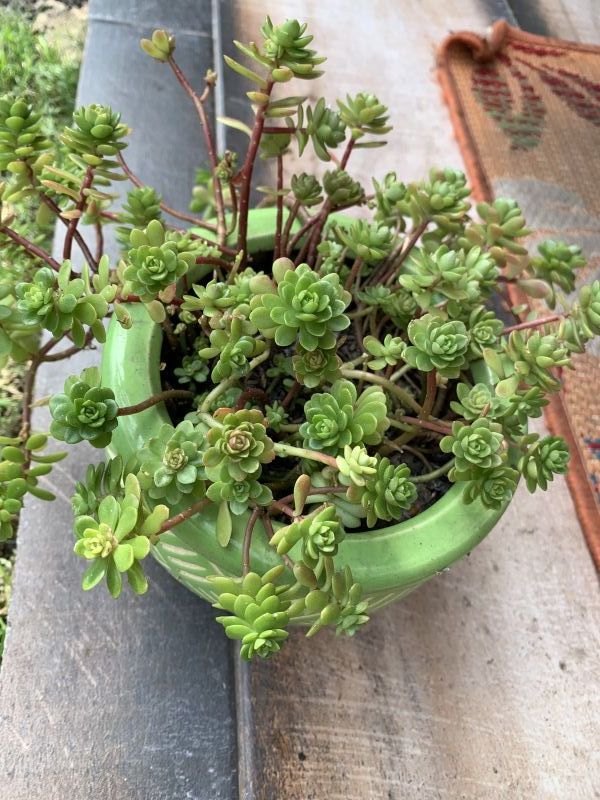 Una foto de Sedum luteoviride