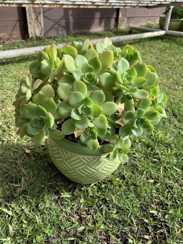 Una foto de Aeonium haworthii