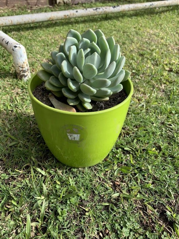 Una foto de Pachyveria Scheideckeri (Pachyphytum bracteosum x Echeveria secunda) (HIBRIDO)