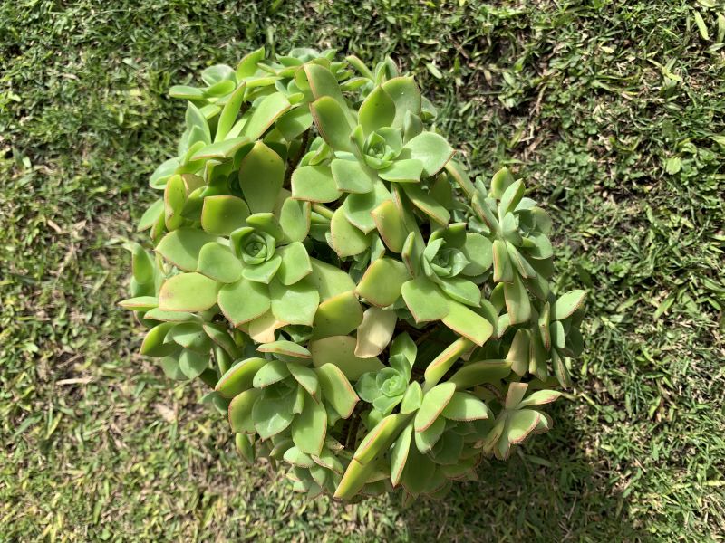 Una foto de Aeonium haworthii