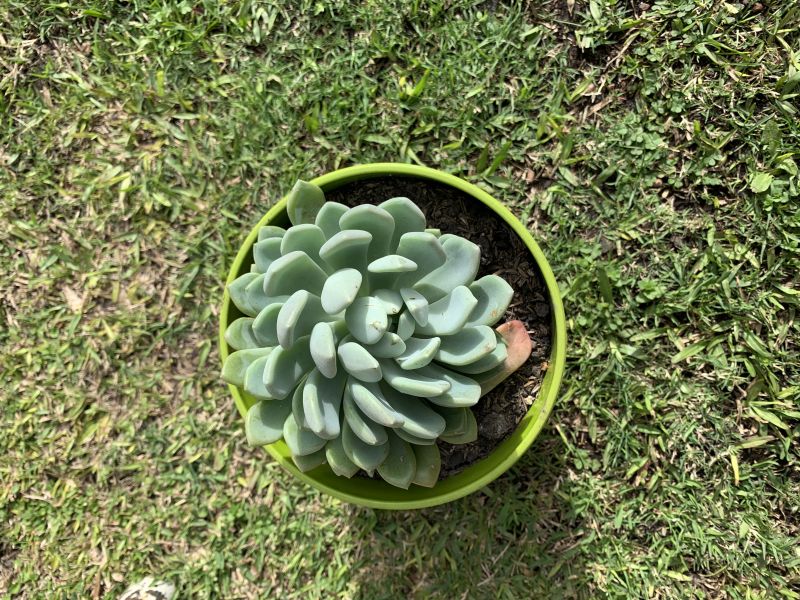 Una foto de Pachyveria Scheideckeri (Pachyphytum bracteosum x Echeveria secunda) (HIBRIDO)