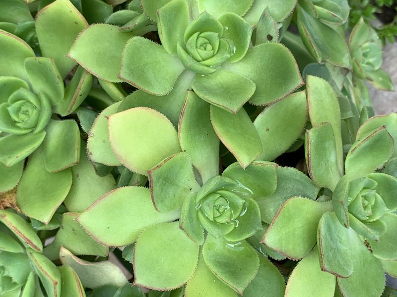 Una foto de Aeonium haworthii
