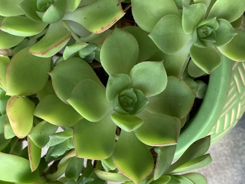 Una foto de Aeonium haworthii