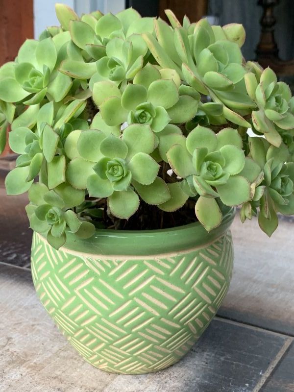 Una foto de Aeonium haworthii