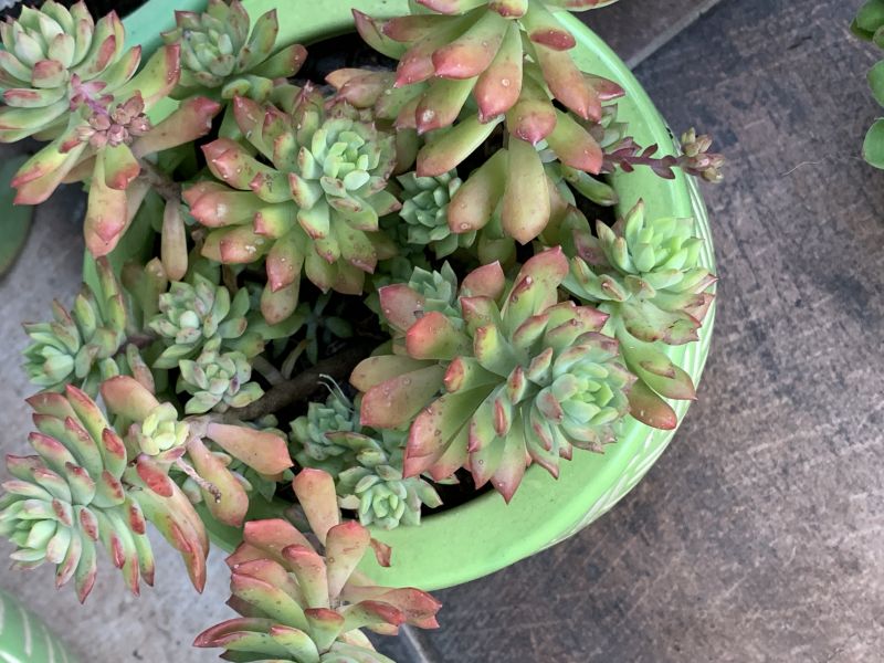 A photo of Sedum cuspidatum  
