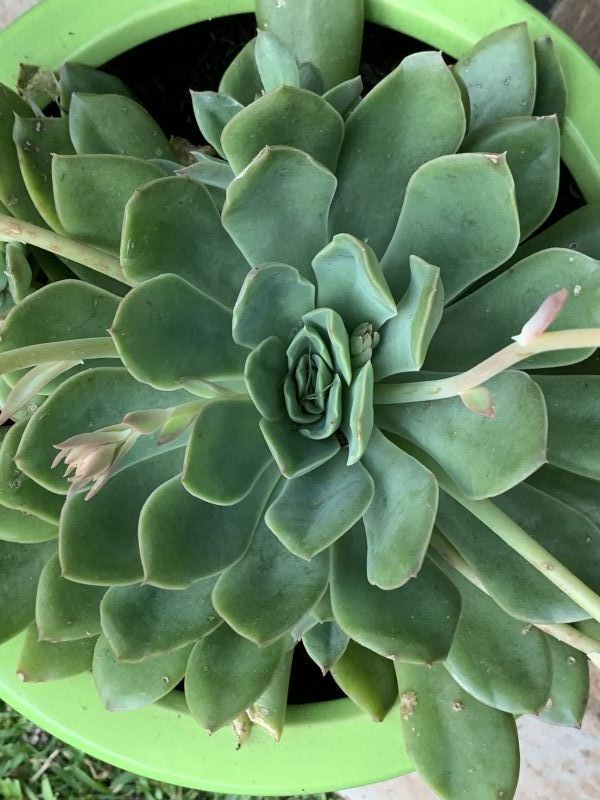 Photo of a cactus currently being identified