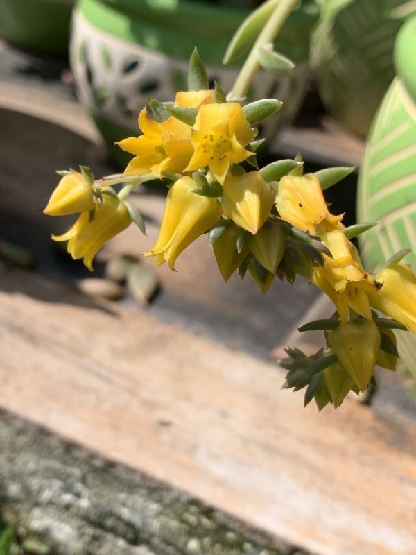 Photo of a cactus currently being identified