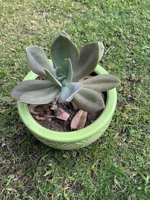 A photo of Echeveria Metallica (Hibrido)