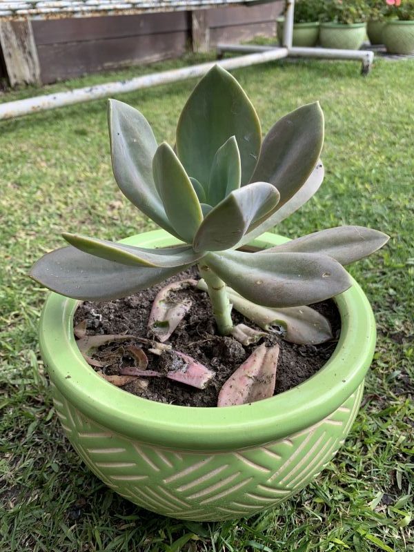 A photo of Echeveria Metallica (Hibrido)