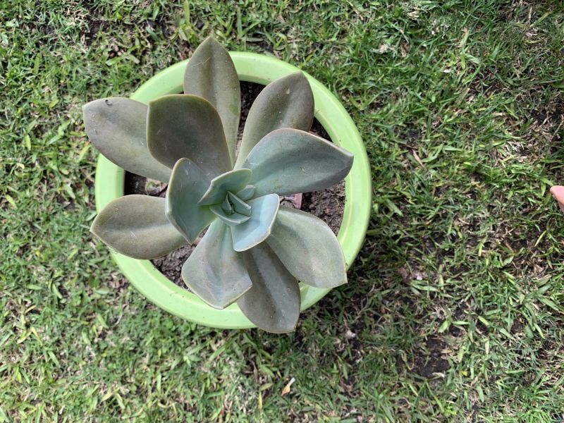 A photo of Echeveria Metallica (Hibrido)