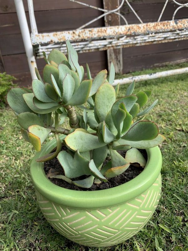 Una foto de Crassula arborescens fma. undulatifolia